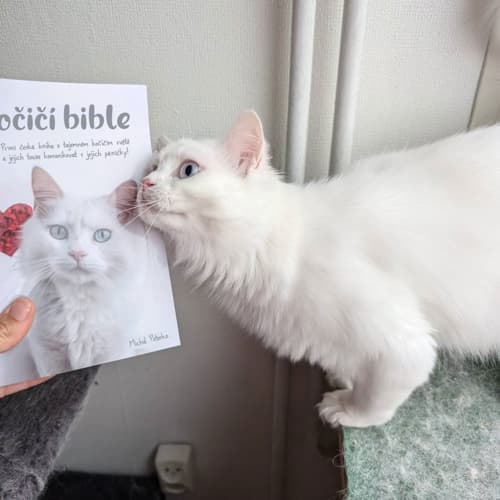 Biela mačka oňucháva knihu Mačacia biblia