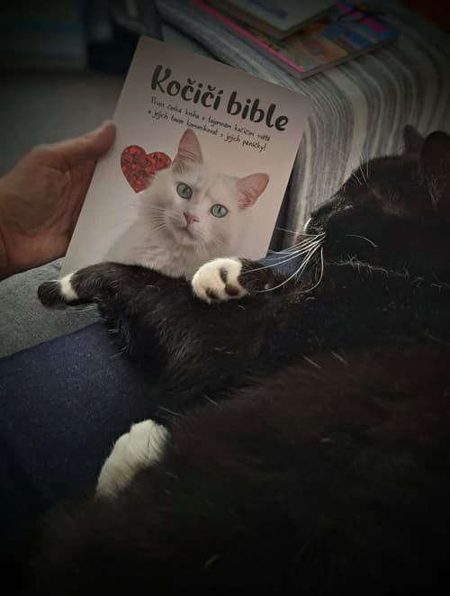 Čitateľka číta Mačaciu bibliu s čiernobielou mačkou v lone