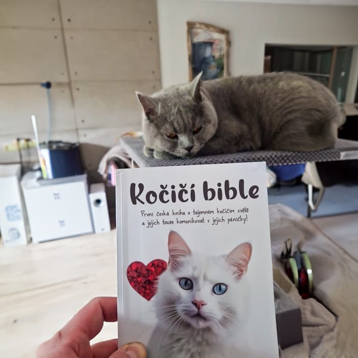 Britská modrá mačka za knihou Mačacia biblia